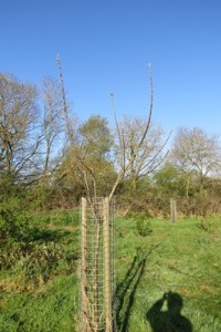 The Bramley Seedling tree, note goblet shaped framework, expertly pruned by Graham White