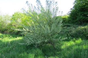 autumn olive in flower