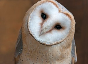 Close up portrait of a barn owl (Tyto alba)