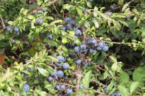sloes