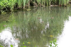 moorhens