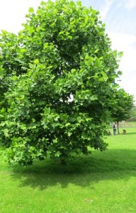 tulip tree