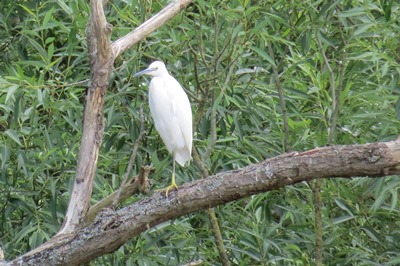 egret
