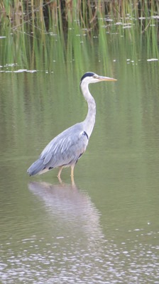 heron2sm