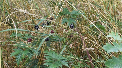 blackberries2