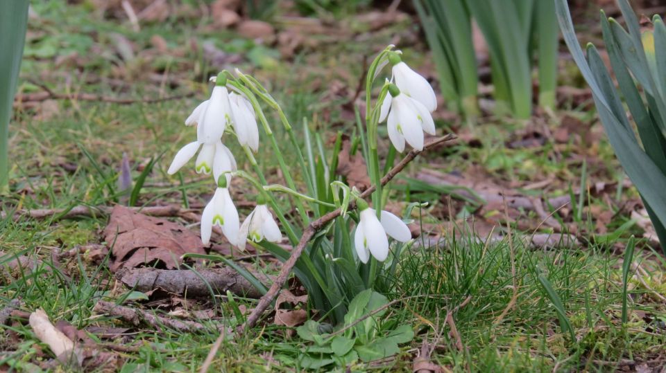 snowdrops