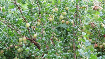 gooseberrysm