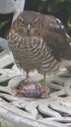 sparrowhawk