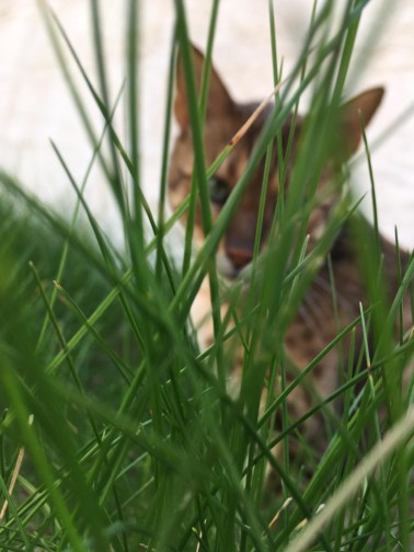 catpic