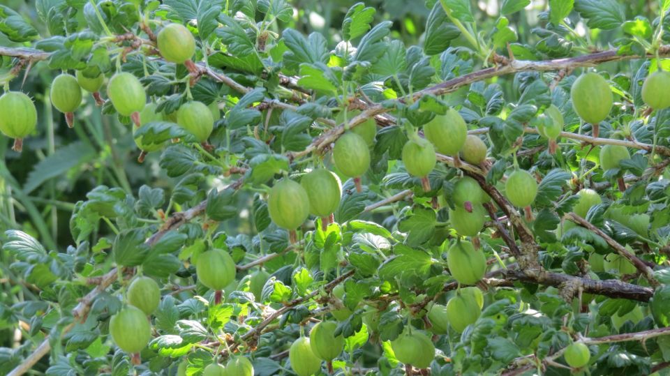 gooseberryorchard